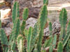 Cereus obtusus