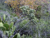 Cylindropuntia prolifera