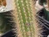 Cleistocactus samaipatanus