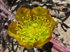 Cylindropuntia versicolor