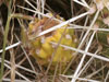 Cylindropuntia whipplei