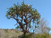 Dendrocereus nudiflorus