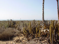 cactus sea level