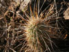 Echinocereus apachensis