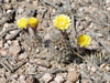 Echinopsis aurea