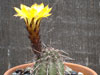 Echinopsis aurea