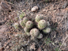 Echinocereus bonkerae