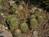 Echinocereus boyce-thompsonii