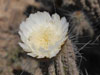 Eulychnia breviflora