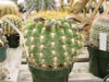 Echinopsis bruchii