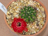 Echinopsis cinnabarina