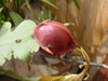 Epiphyllum crenatum