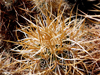 Echinocereus engelmannii