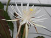 Epiphyllum guatemalense