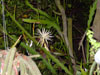 Epiphyllum hookeri