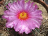 Echinocactus horizonthalonius