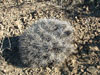 Echinocereus maritimus