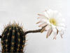 Echinopsis minuana