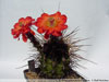 Echinocereus polyacanthus