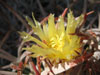 Echinocactus polycephalus