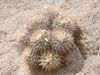 Echinocactus polycephalus