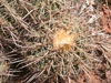 Echinocactus polycephalus