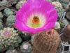 Echinocereus rigidissimus