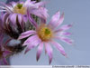 Echinocereus schmollii