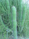 Echinopsis spachiana