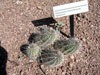 Echinocereus stoloniferus