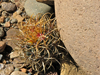 Ferocactus chrysacanthus