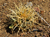 Ferocactus chrysacanthus