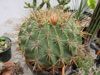 Ferocactus histrix