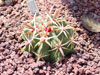 Ferocactus latispinus