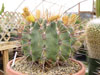 Ferocactus emoryi