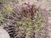 Ferocactus latispinus