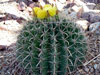 Ferocactus wislizeni