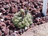 Gymnocalycium baldianum