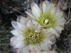 Gymnocalycium borthii