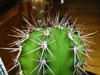 Gymnocalycium paediophilum