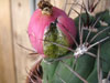 Gymnocalycium saglionis