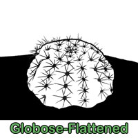 Globose-Flattened