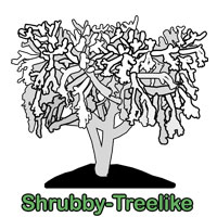 Shrubby-Treelike