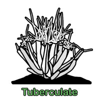 Tuberculate