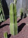 Pachycereus marginatus