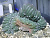 Lophophora williamsii