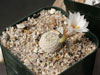 Mammillaria albiflora