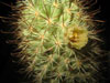 Mammillaria armillata