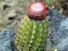 Melocactus bellavistensis