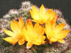 Mammillaria beneckei